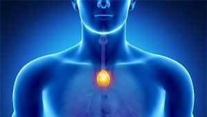 thymus